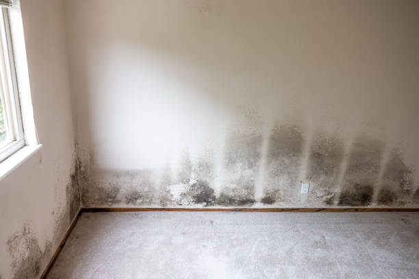 Best Basement Mold Removal  in Eaton Rapids, MI